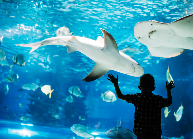 aquarium